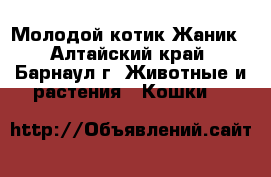 Молодой котик Жаник - Алтайский край, Барнаул г. Животные и растения » Кошки   